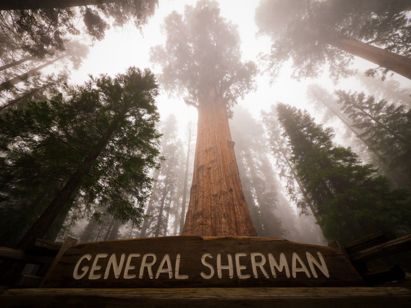 Sequoia National Park General Sherman tree