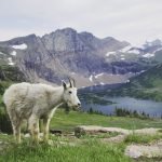 Glacier National Park trails