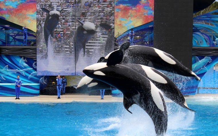 SeaWorld San Diego rides