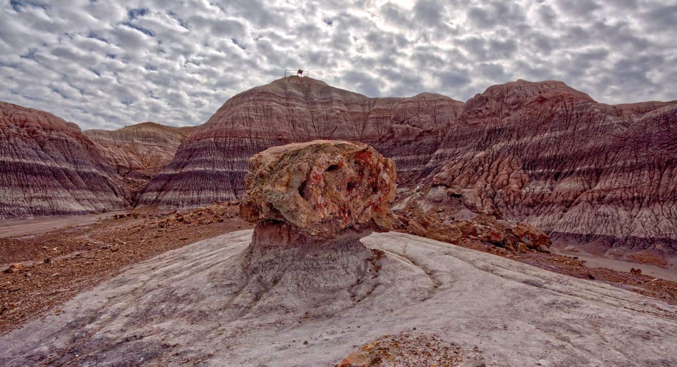 are dogs allowed in petrified forest