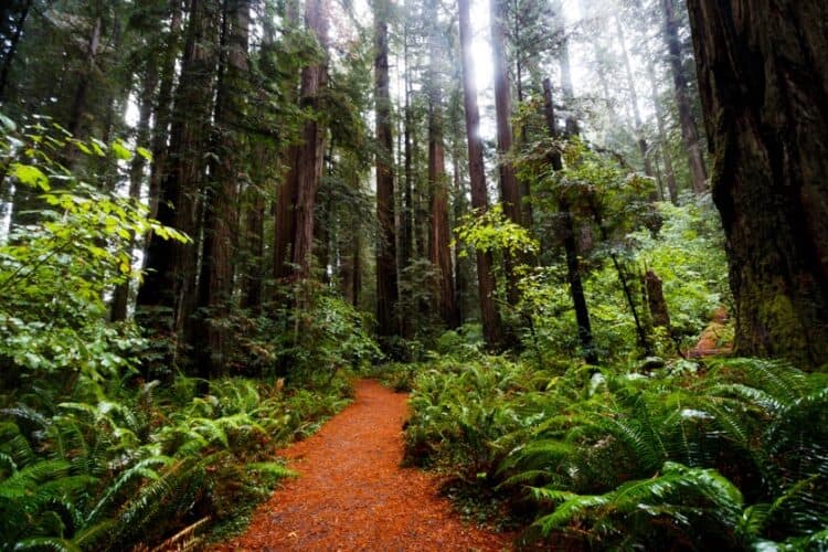 endor filming location