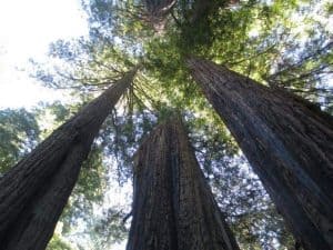 where to stay by redwood national park