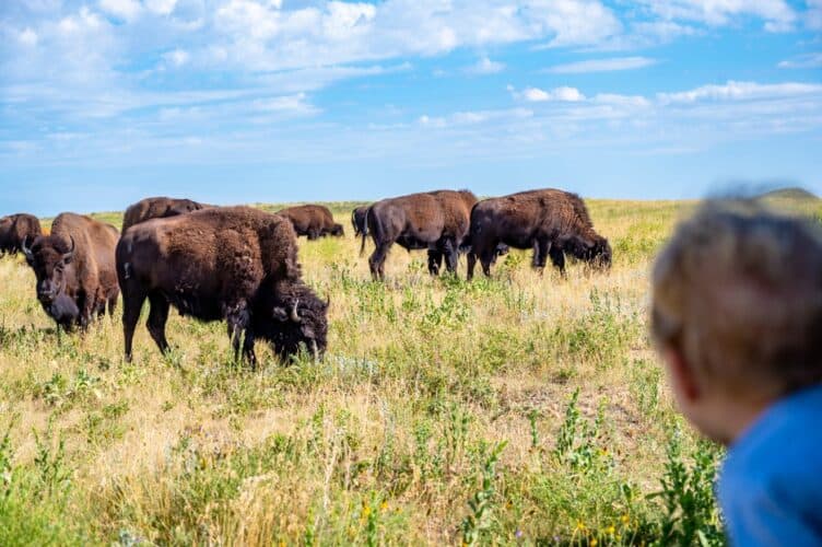 visiting-yellowstone-with-toddlers