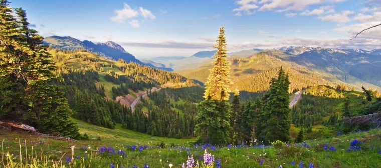 things to do in olympic national park