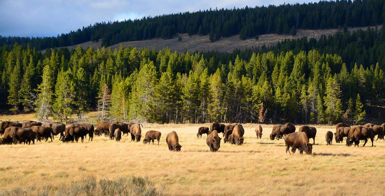 best places to see wildlife in yellowstone