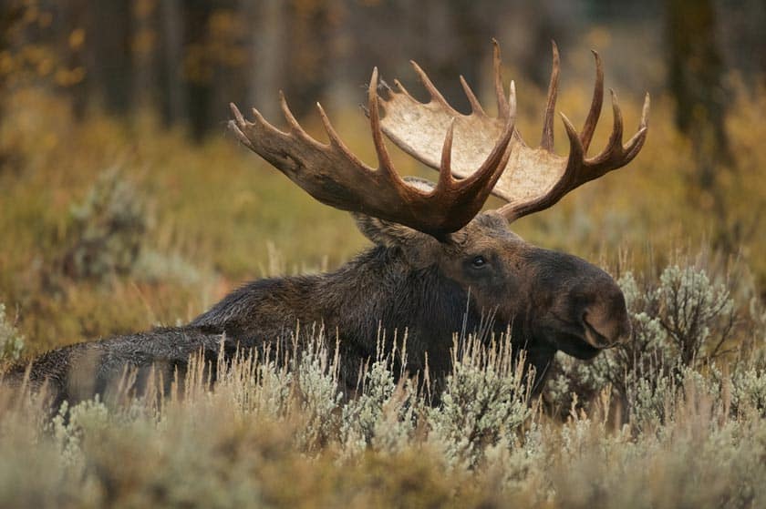 where to see moose in yellowstone and grand teton