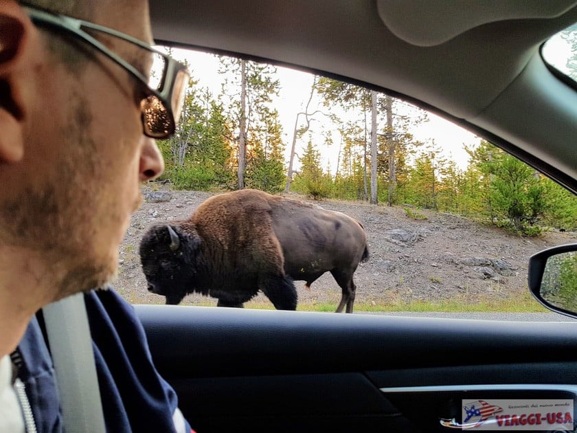 where to see bison in yellowstone and grand teton