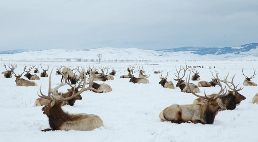 where to see elk in yellowstone and grand teton