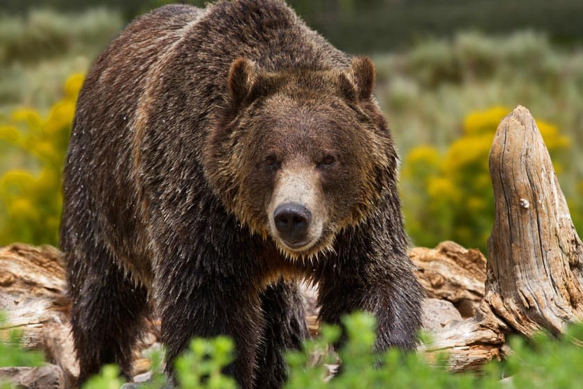 where to see grizzly bears in yellowstone and grand teton