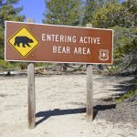 how to view wildlife in yellowstone