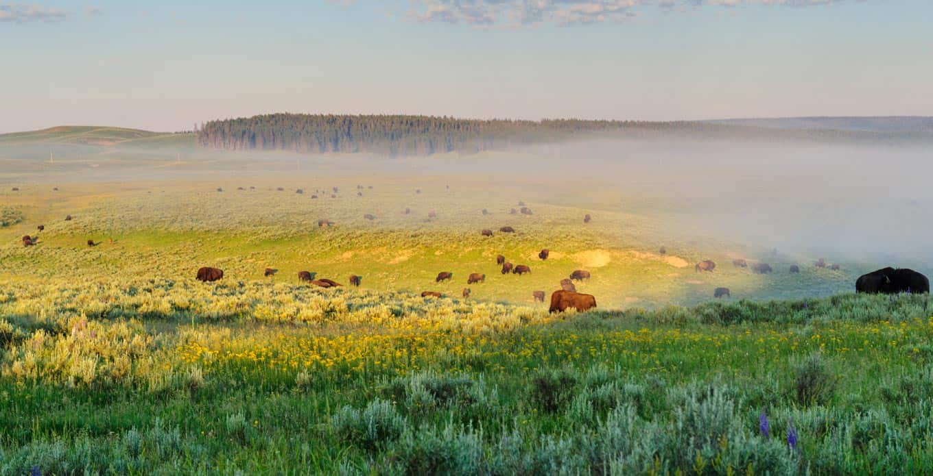 Yellowstone Valleys