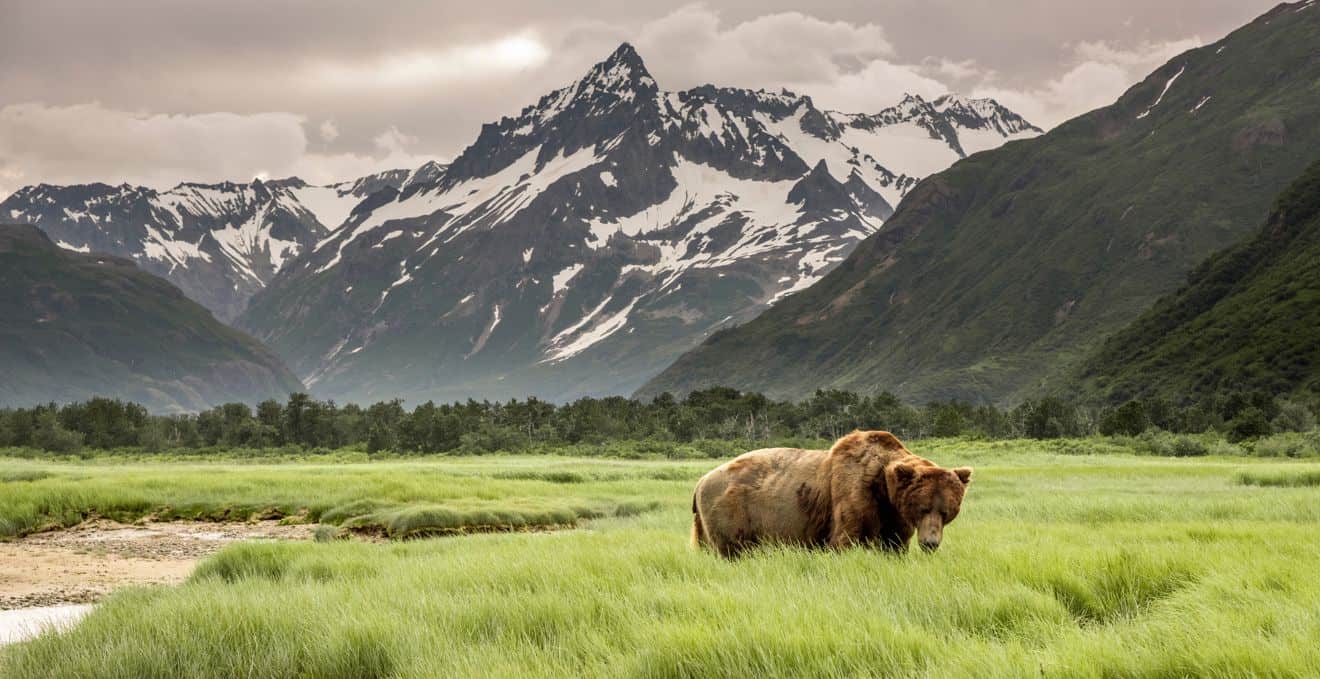Alaska Wildlife: best places to see animals and whale watching