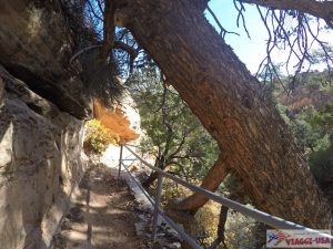 Navajo National Monument Aspen trail