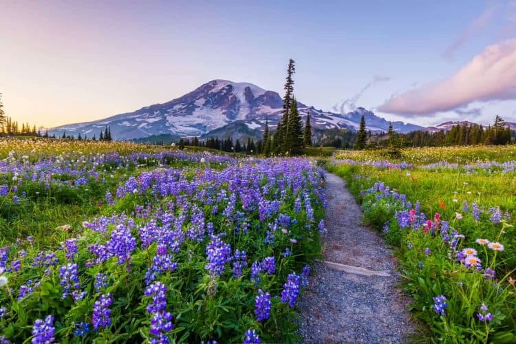 things to do at mt rainier