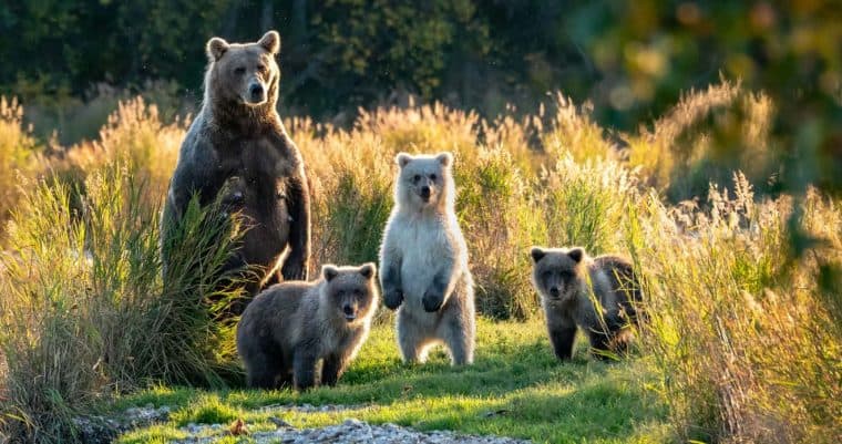 visiting Katmai National Park