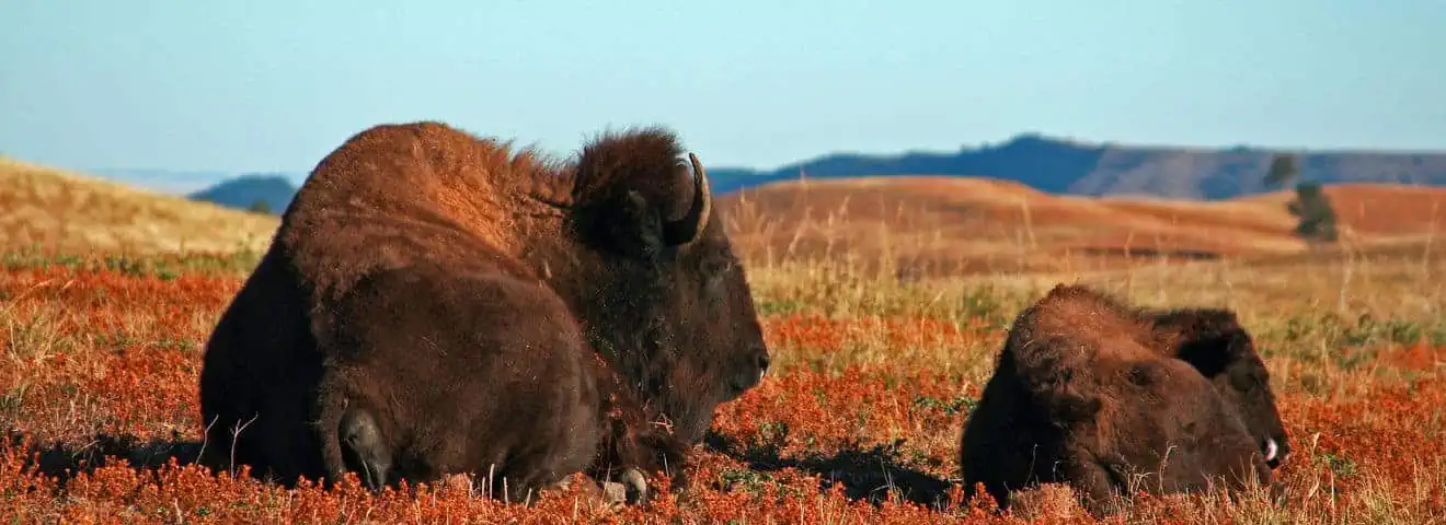 Things to do at Wind Cave National Park